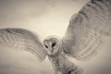 BARN OWL