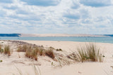 CAP FERRET OYAS SUR FOND DE DUNE