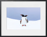 Gentoo penguins