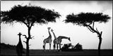 GIRAFE BETWEEN TREES