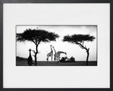 GIRAFE BETWEEN TREES