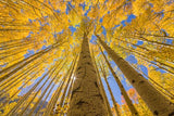 GOLDEN ASPEN CANOPIES I