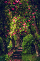 LE JARDIN MAGIQUE 1