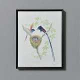 サンコウチョウ/Black Paradise Flycatcher