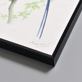 サンコウチョウ/Black Paradise Flycatcher