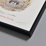 ホオジロ/Siberian Meadow Bunting