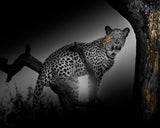 OKAVANGO