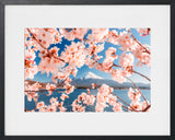 SAKURA EN FLEUR DEVANT LE MONT FUJI AU PRINTEMPS