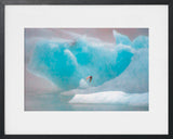 STERNE ARCTIQUE
