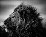 STORONG AND SWEET LION TANZANIA 2015