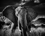 ELEPHANT CURIEUX IIの作品画像