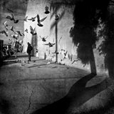 PIGEONS & SHADOWSの作品画像