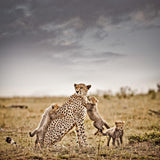 PRIDE AND JOY Iの作品画像