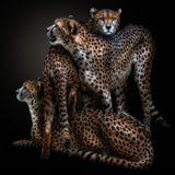 LAWLESS GANGの作品画像