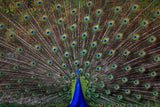 PEACOCKの作品画像