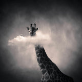 GIRAFE