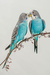 A LOVE OF BUDGIE