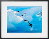 ADELIE PENGUINS