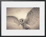 BARN OWL