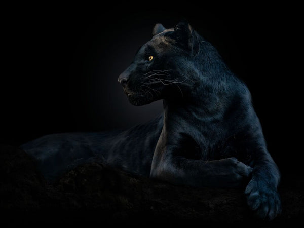 BLACK PANTHER