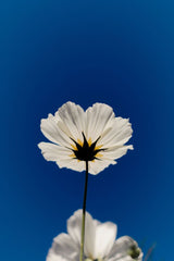BLUE SKY