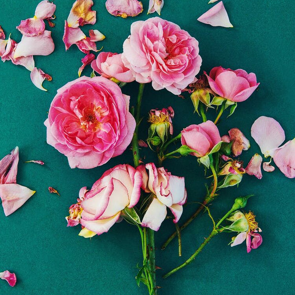 Yellowkornerイエローコーナー 花 FLOWER STUDY 9 - イエローコーナーのアートフォト／写真作品 – ROOM＋