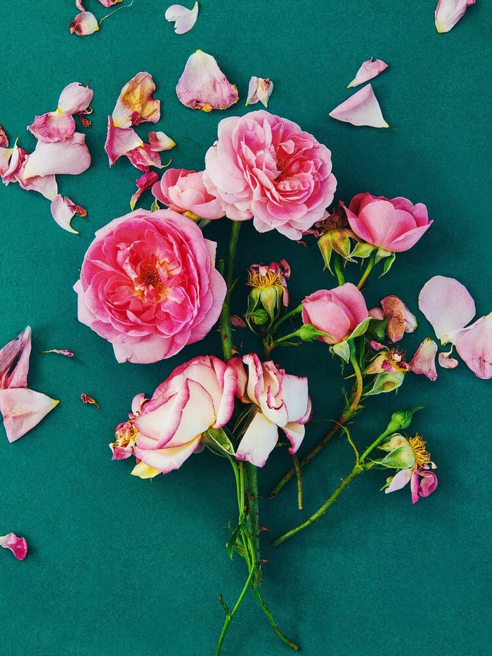 FLOWER STUDY 9 - イエローコーナーのアートフォト／写真作品 – ROOM＋