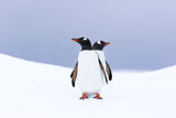 Gentoo penguins