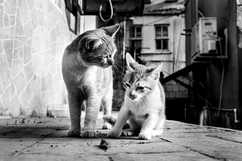 ISTANBUL CATS