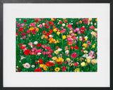 LA SYMPHONIE DES FLEURS