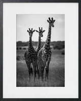 LES TROIS CURIEUSES