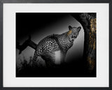 OKAVANGO