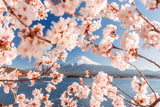 SAKURA EN FLEUR DEVANT LE MONT FUJI AU PRINTEMPS