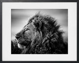 STORONG AND SWEET LION TANZANIA 2015