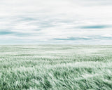 THE FIELD