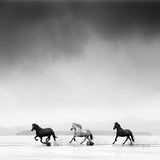 THREE HORSES