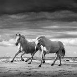 TWO STALLIONS PLAYING