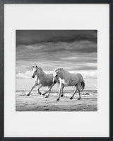 TWO STALLIONS PLAYING