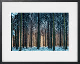 WINTER CATHEDRAL