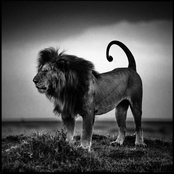 LION AFTER THE NAPの作品画像