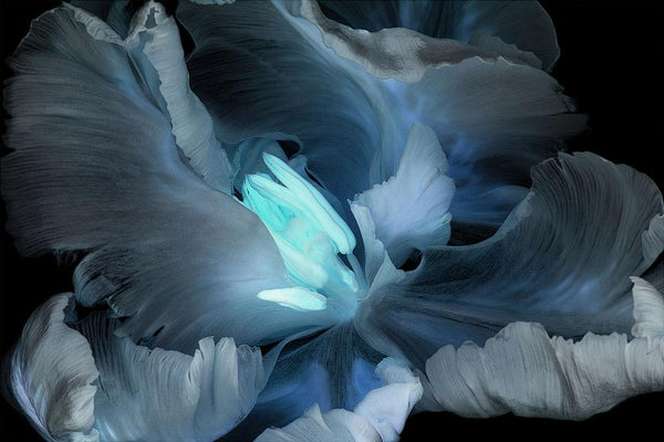 Tulipe Perroquetの作品画像