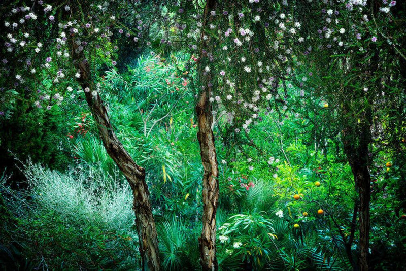 Le Jardin Eden 1の作品画像