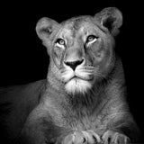 The Lionessの作品画像