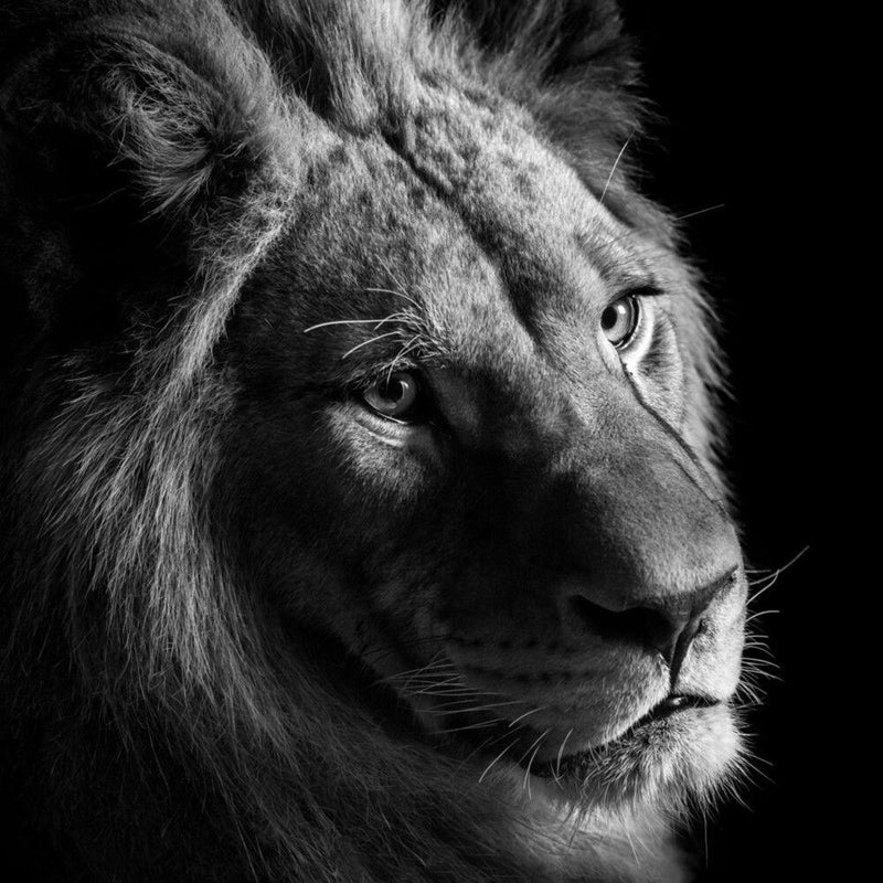 YOUNG LION IIの作品画像