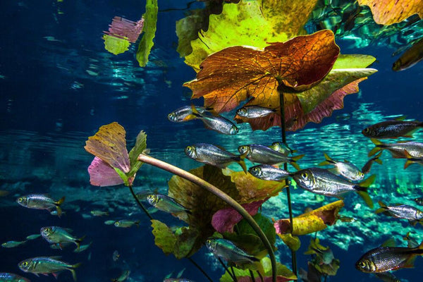 FISHES AND PLANTS AT CENOTE NICTE-HAの作品画像