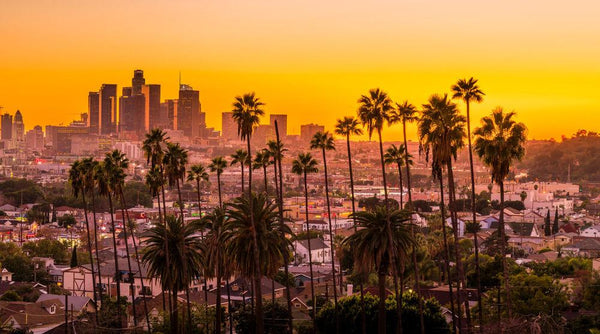 SUNNY LOS ANGELESの作品画像