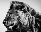 WILD LION PROFILEの作品画像